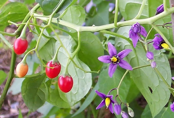 solanum dulcamara